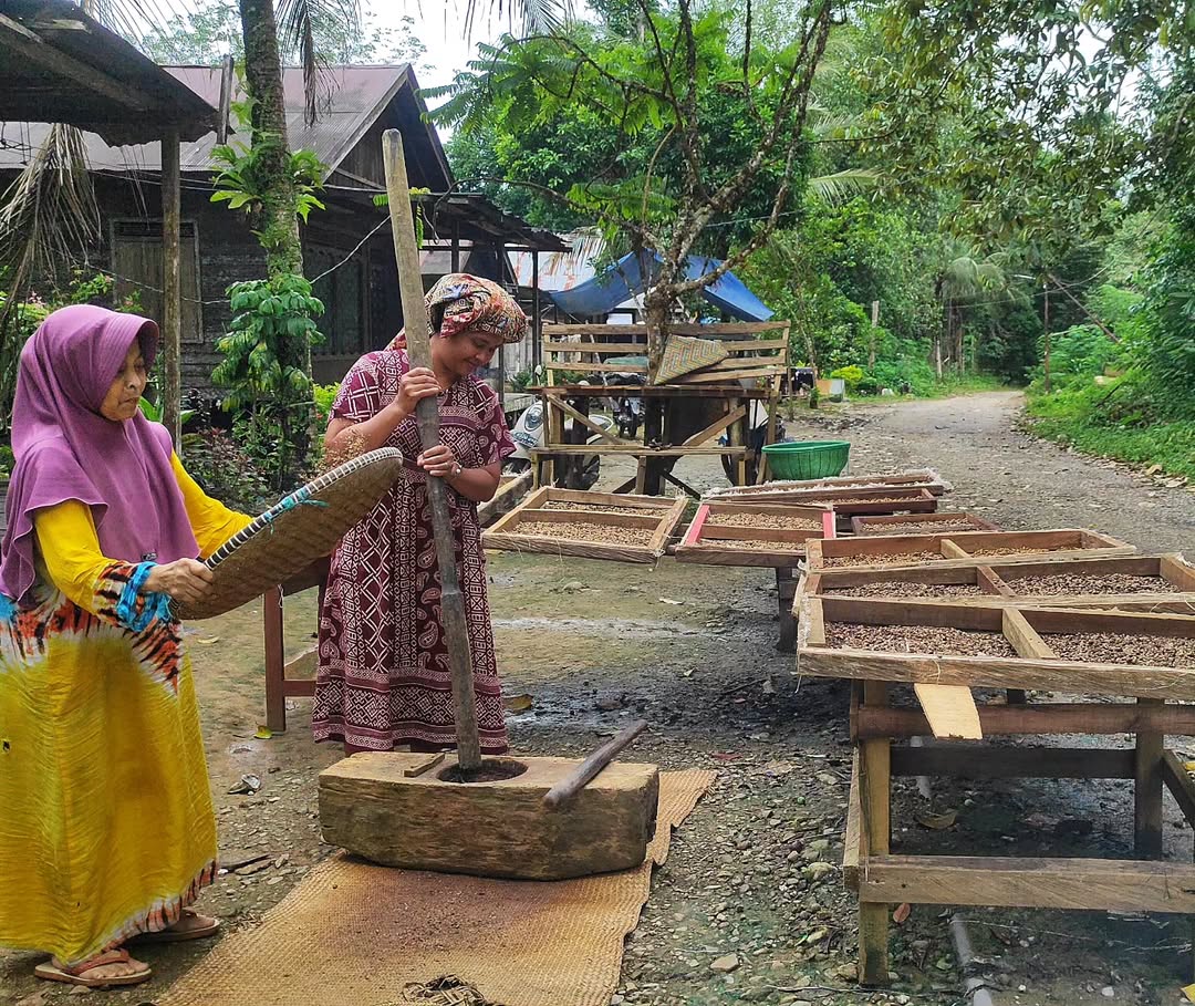 ☕Kopi Gunung Batu Kumpay, Cita Rasa Khas Desa Santuun
