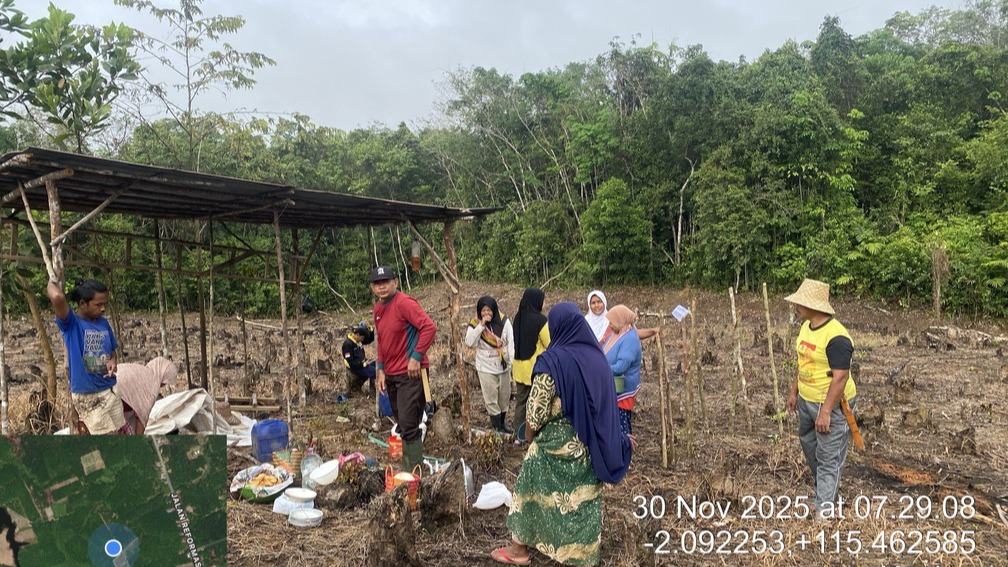 Gotong Royong Petani Desa Kasiau Raya Menanam Padi Gunung