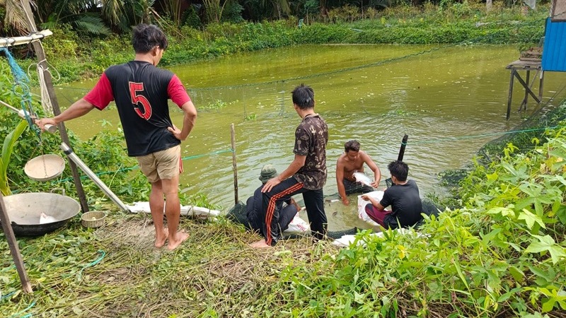 Potensi Kolam Tanah Ikan Patin
