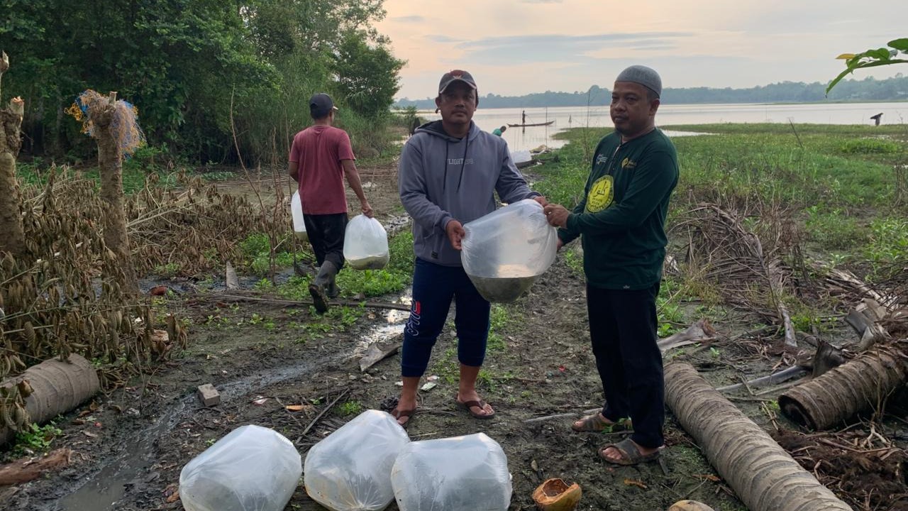 pelepasan bibit ikan nila di sawah desa ampukung
