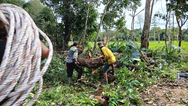 persiapan lahan , pembuatan Taman RTH