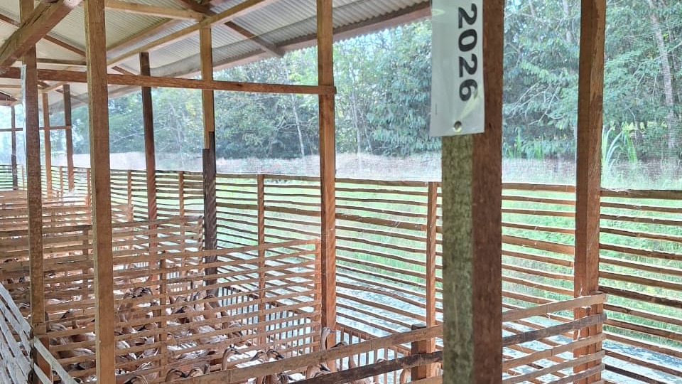 Peternak Itik Petelur