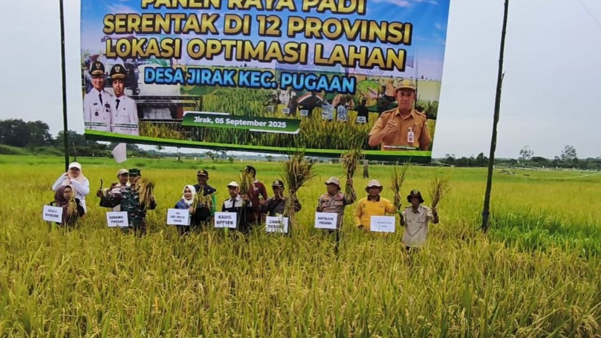Panen raya padi serentak di 12 provinsi lokasi optimasi lahan Desa Jirak Kec.Pugaan