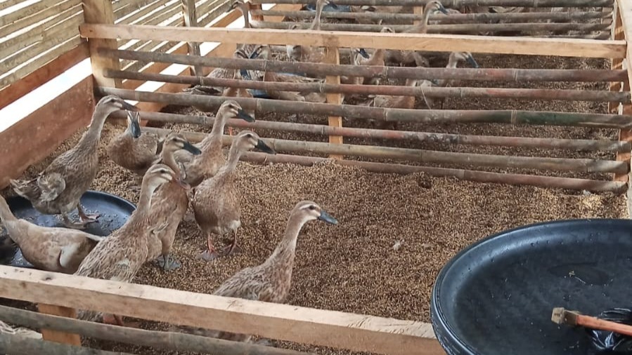 BEBEK PETELUR