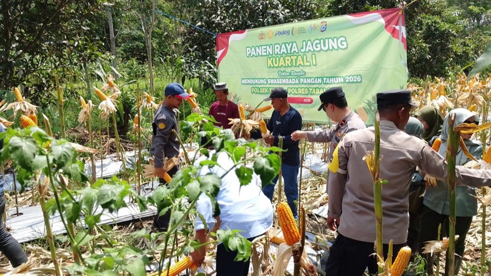 Gas Terus! Panen Jagung Desa Padang Panjang Dorong Swasembada Pangan 2026