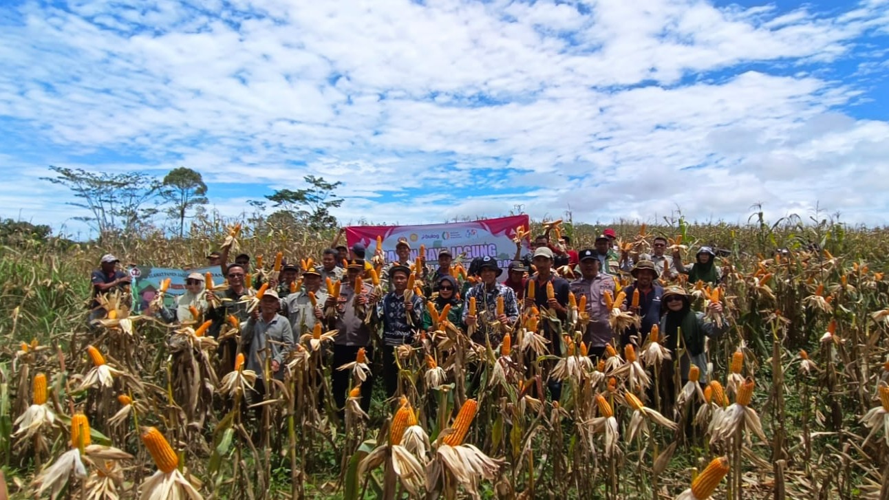 PANEN RAYA JAGUNG