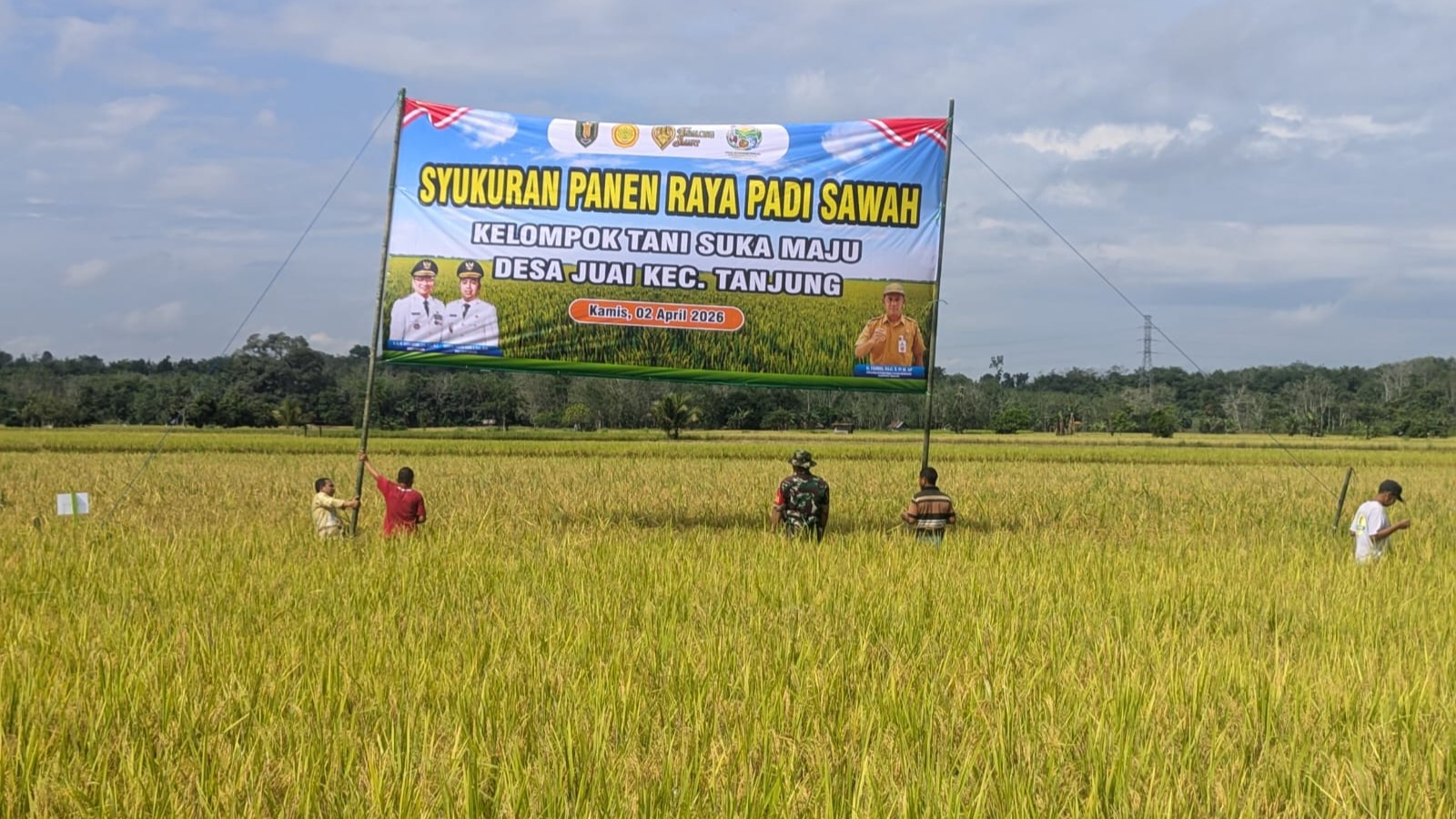 KELOMPOK TANI SUKA MAJU DESA JUAI ADAKAN SYUKURAN PANEN RAYA SAWAH DINAU RAYA