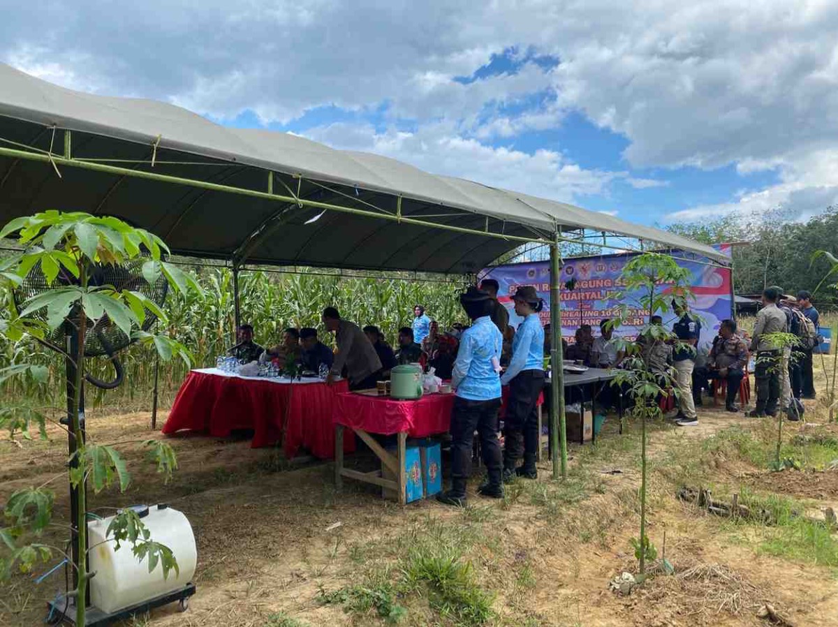 Panen Raya Jagung  Serentak Kuartal II