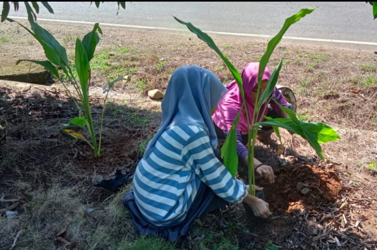 Pemanfaatan Pekarangan Rumah Dengan Menanam Toga
