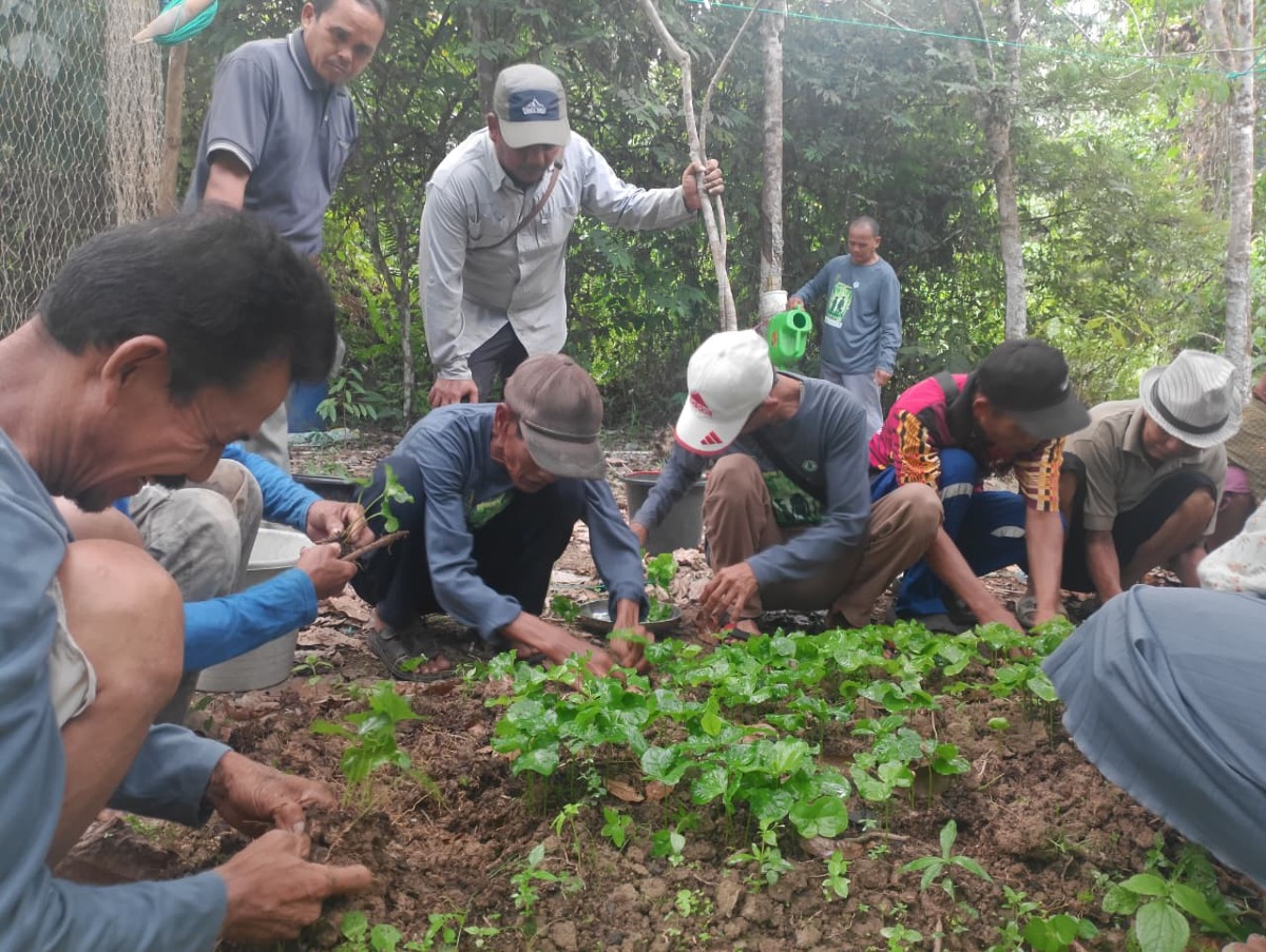 Kopi Liberika Buka Peluang Ekonomi Baru di Wayau