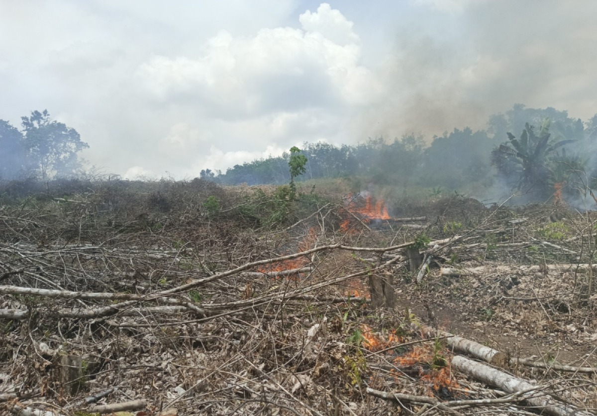 Manyalukut, Tradisi Membuka Lahan yang Perlu Dilakukan dengan Aman dan Bertanggung Jawab