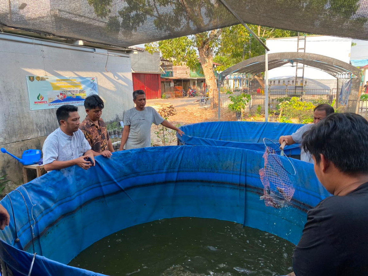 BUMDes Karya Mandiri Desa Kapar Panen Lele Bioplog, Wujud Pengembangan Ketahanan Pangan dan Pemberdayaan Ekonomi Desa