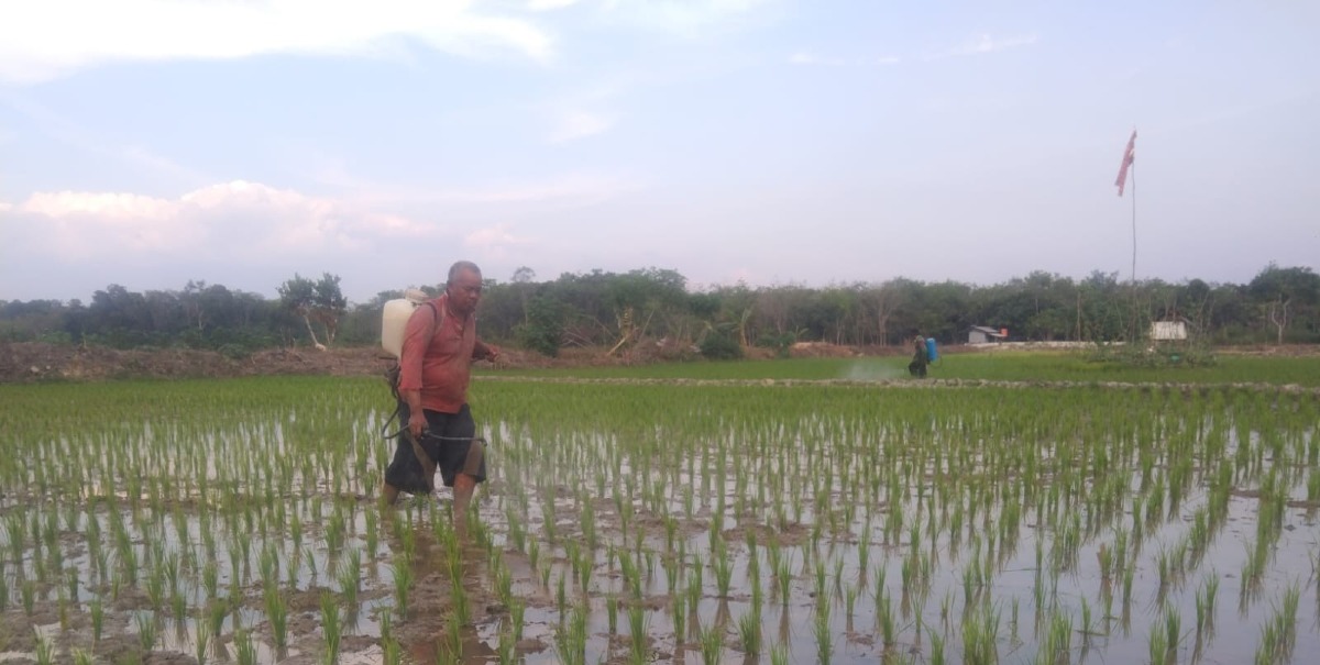 Gerak Cepat Kendalikan Hama, Petani Baruh Mambari Selamatkan Tanaman Padi