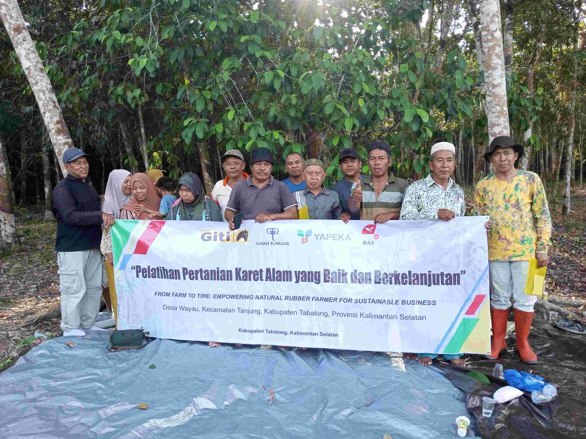 Petani Karet Wayau Terus Belajar, Hasil Kebun Semakin Berkualitas