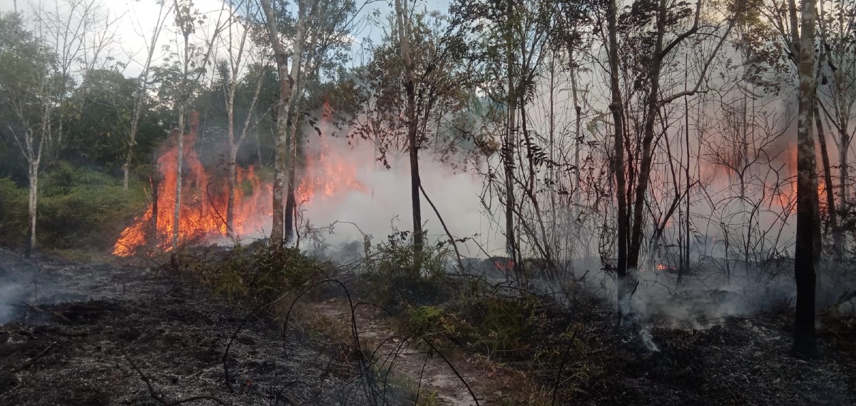 Api Hanguskan Kebun Karet Warga di Wayau, BPBD dan Warga Berjibaku Padamkan Karhutla