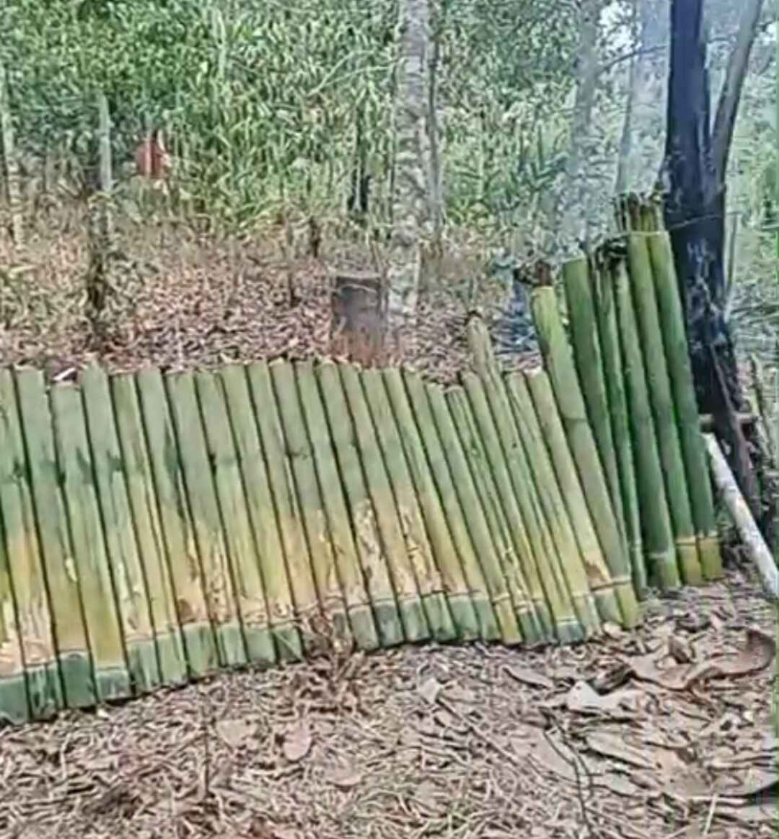 Lamang, Makanan Eksotis nan menawan