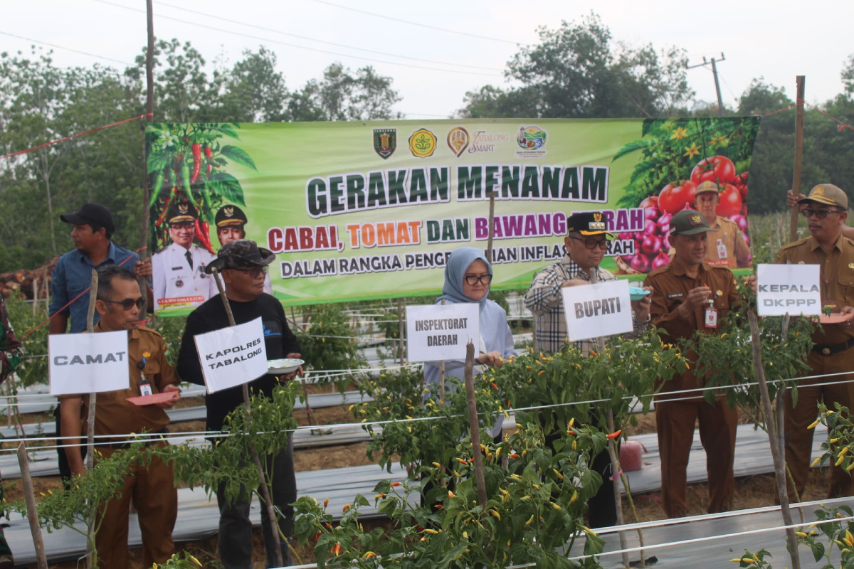 Bupati Tabalong Panen Tiung Di Desa Uwie