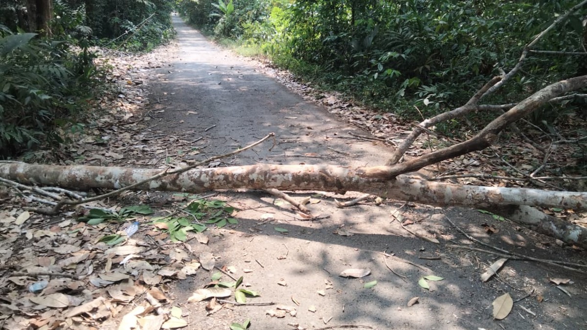 PEMERINTAH DESA SANTUUN SIGAP TANGANI AKSES JALAN TERHALANG POHON TUMBANG DI RT 02