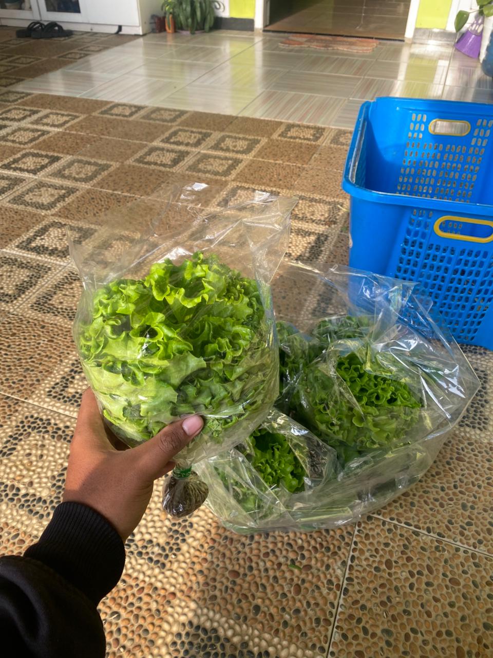 Selada Hidroponik