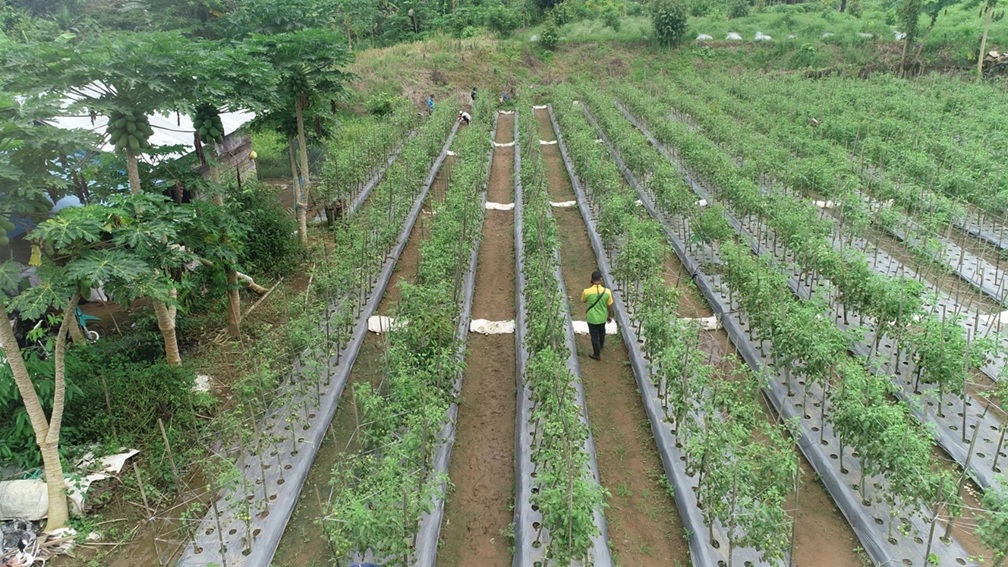 Kawasan Agrowisata Hortikultura Tabalong Masuk Prioritas Nasional, Pemkab Gandeng IPB Susun Masterplan
