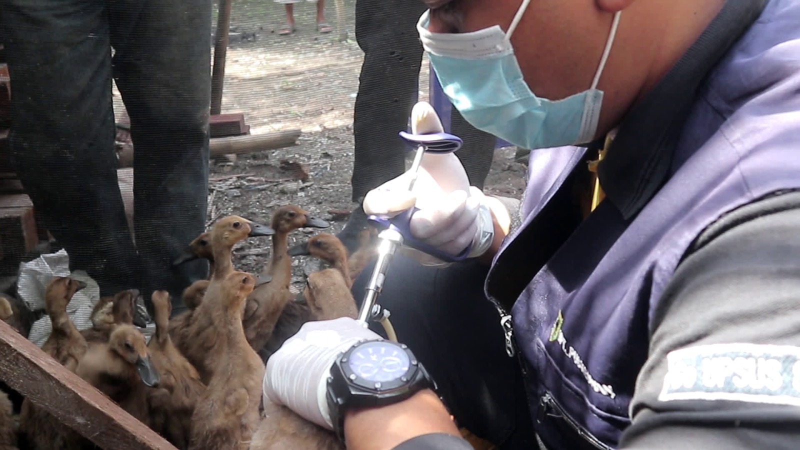 DKP3 Tabalong Sediakan 40 Ribu Vaksin Flu Burung, Begini Cara Mendapatkannya!