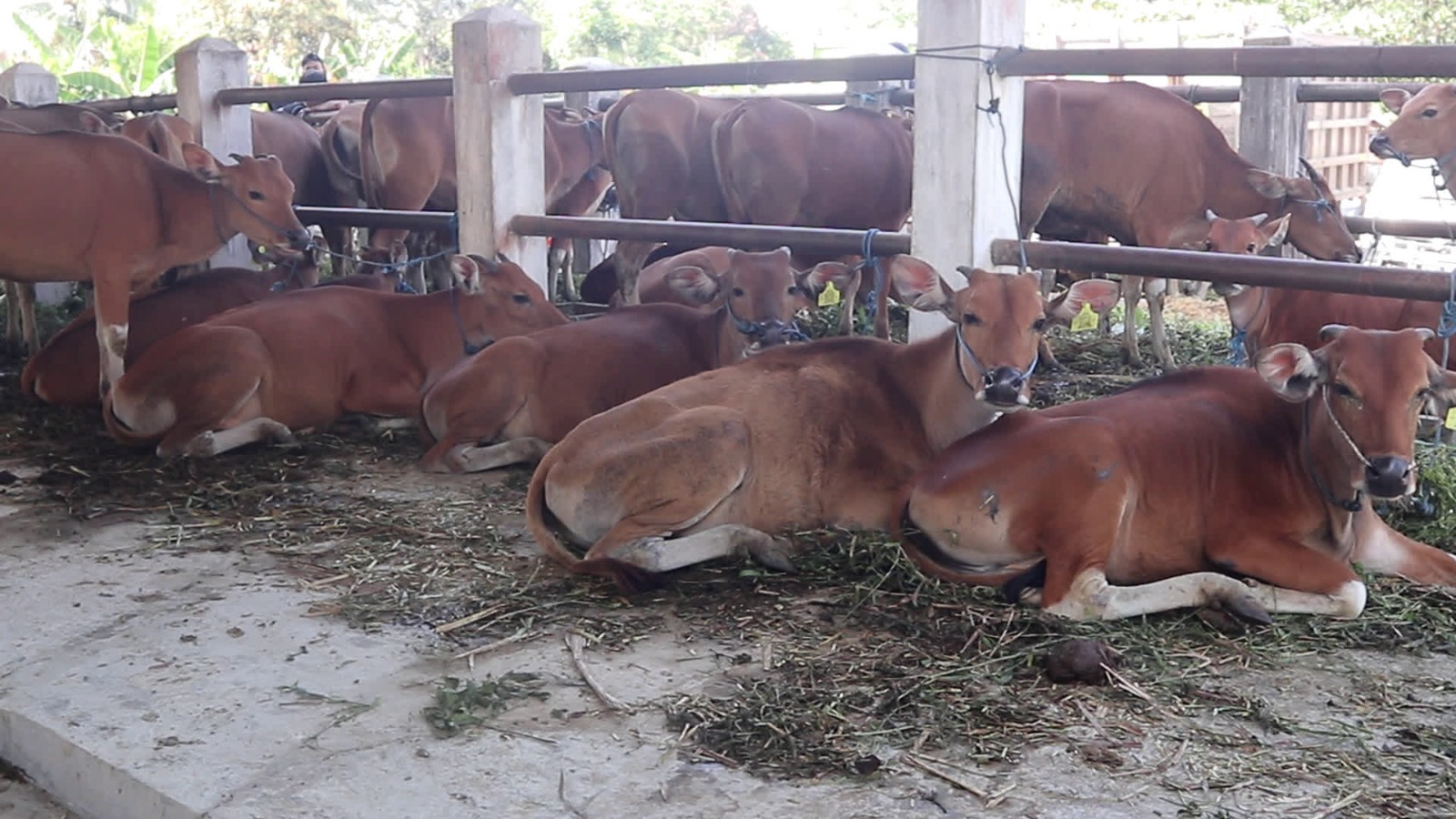 Gencar Vaksinasi, Tabalong Bebas Kasus PMK Sepanjang Tahun 2025