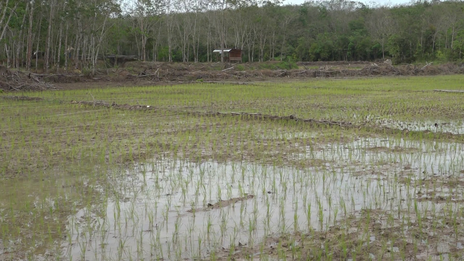 DKP3 Tabalong Salurkan Bantuan Benih Padi Bagi Petani Terdampak Banjir