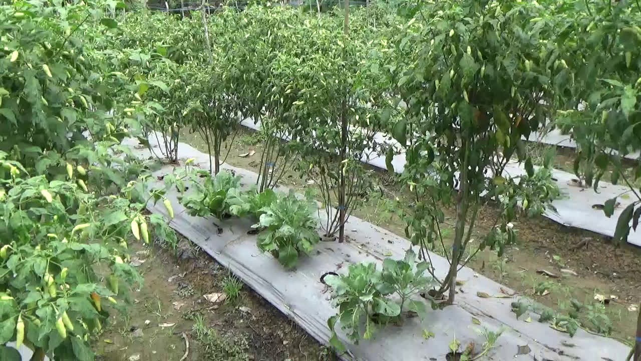 Terapkan Tanam Tumpang Sari, Petani Cabai di Tabalong Berhasil Lipatgandakan Pendapatan