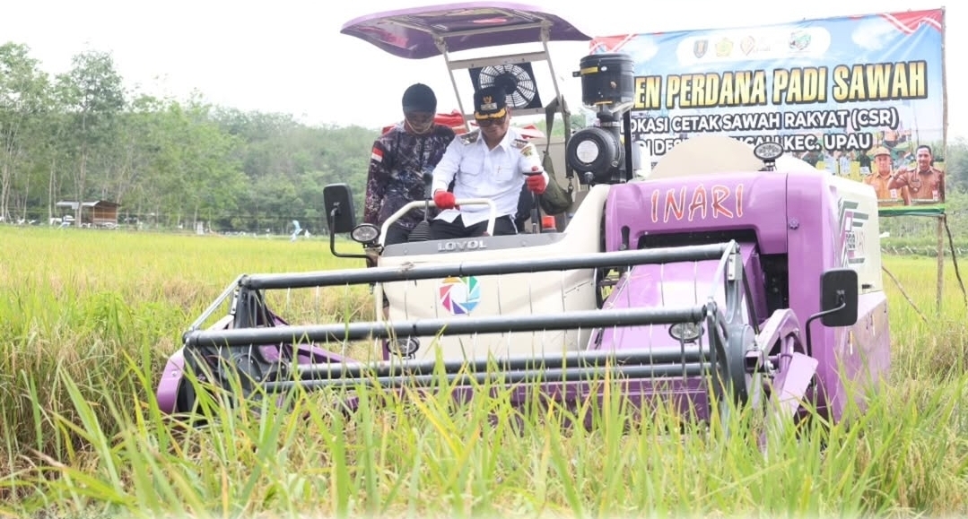 Bupati Tabalong Hadiri Panen Perdana Padi Sawah di Kecamatan Upau