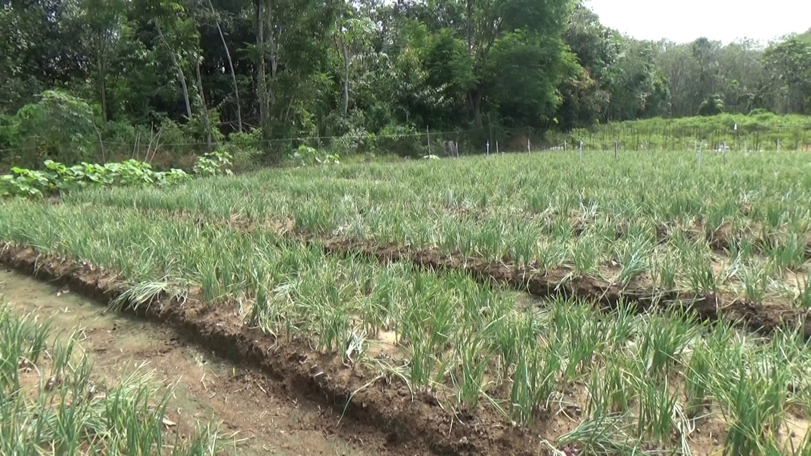 Budidaya Bawang Merah di Tabalong Menjanjikan, Pemkab Dorong Kemandirian Benih