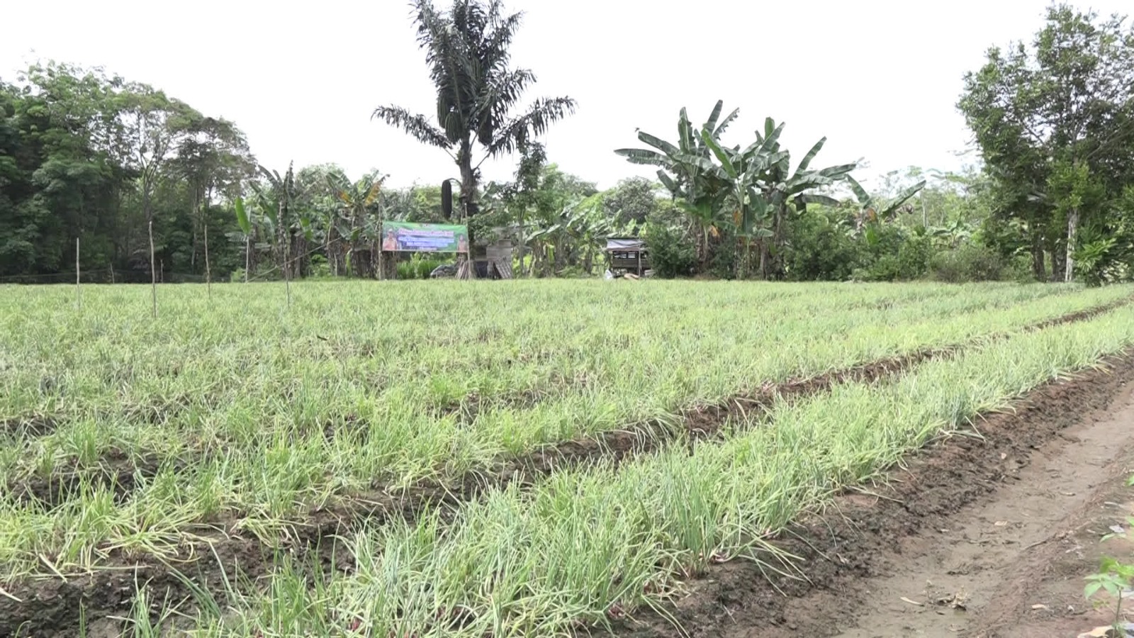 Hadapi Kemarau Panjang, Tabalong Siapkan Strategi Jaga Produksi Pangan