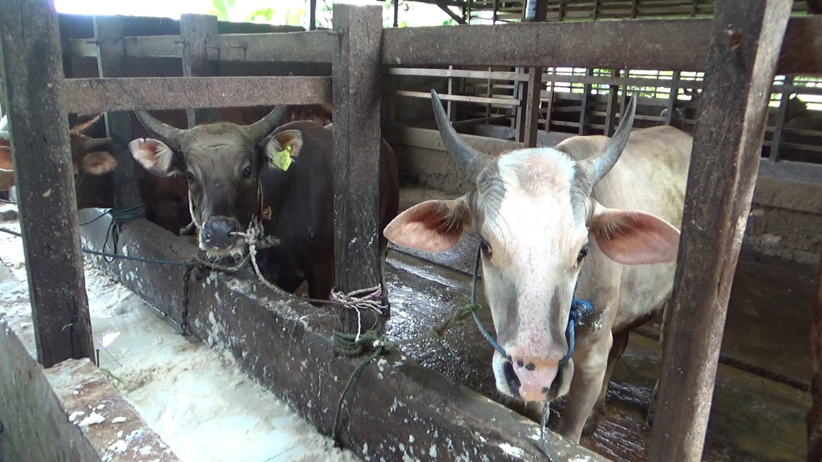Peternak Tabalong Persiapkan Ternak Jelang Idul Adha, Puluhan Sapi Kurban Mulai Dipesan