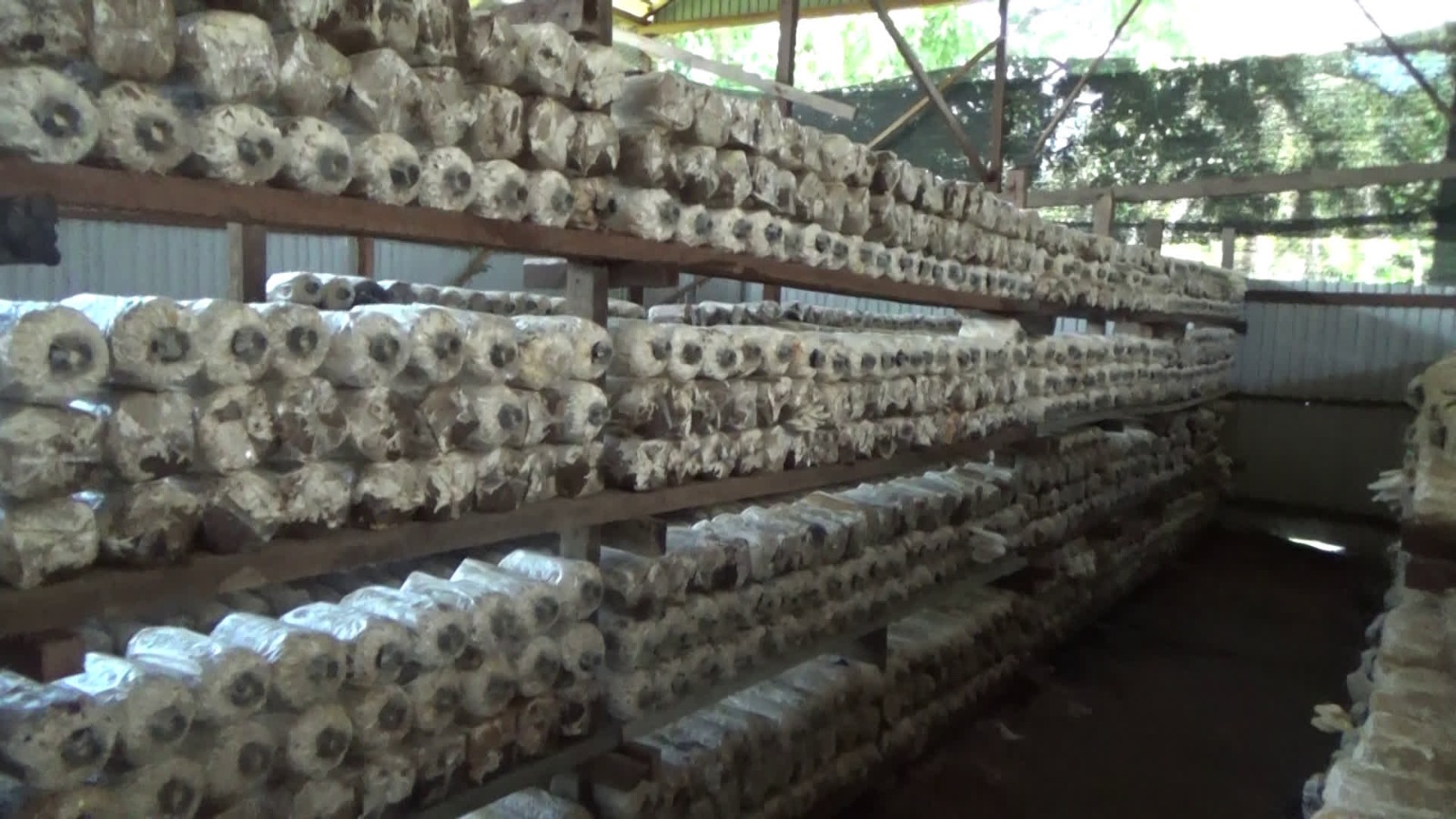 Petani Bahungin Sukses Budidaya Jamur Tiram dengan Manfaatkan Limbah Jerami & Oli Bekas