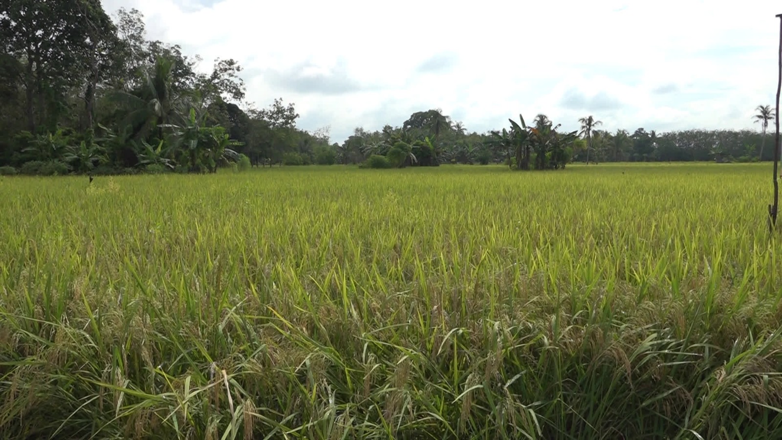 Lahan Sawah IP200 di Tabalong Masih Rendah, DKP3 Genjot Perluasan Demi Ketahanan Pangan