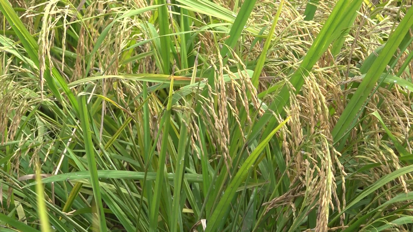 Kerusakan Irigasi Hambat IP200, DKP3 Tabalong Genjot Perbaikan Saluran Air Sawah