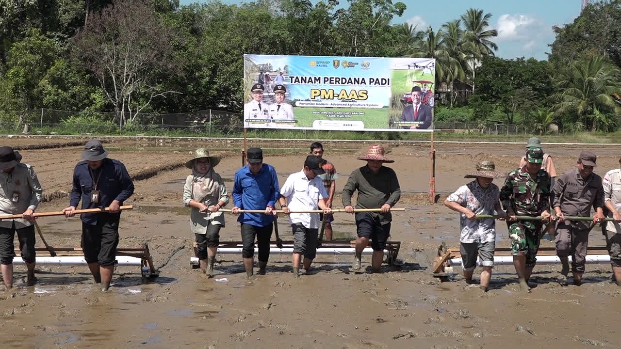 Tanam Perdana PM-AAS di Tabalong, Teknologi Sederhana Dorong Lompatan Produksi Padi