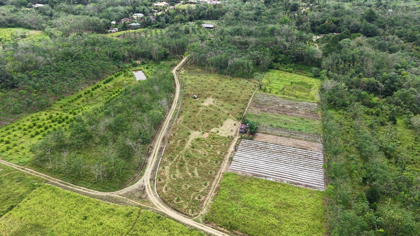 Kebutuhan Tinggi, Jatah Pupuk Subsidi Tabalong 2026 Masih di Bawah Usulan Petani