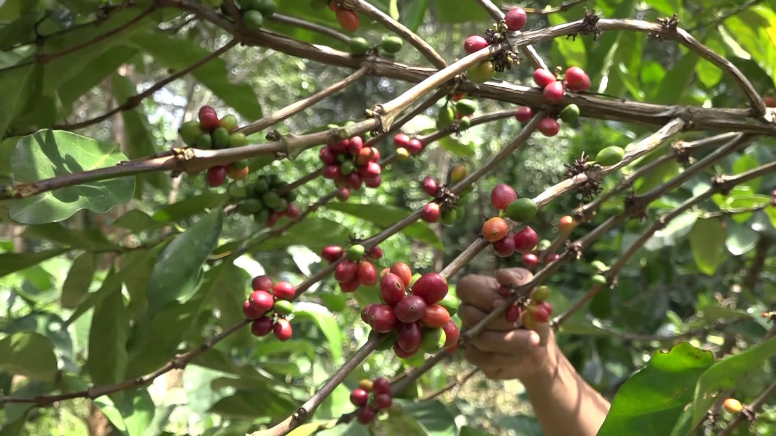 Potensi Ekonomi Menjanjikan, DKP3 Tabalong Perluas Pengembangan Kopi hingga Wilayah Tengah