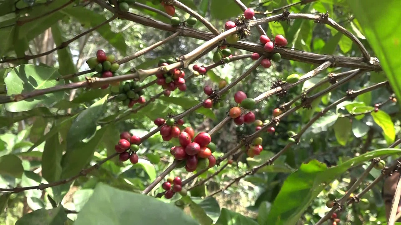 Tingkatkan Produktivitas Tanaman Perkebunan, DKP3 Tabalong Siapkan Bantuan Pupuk