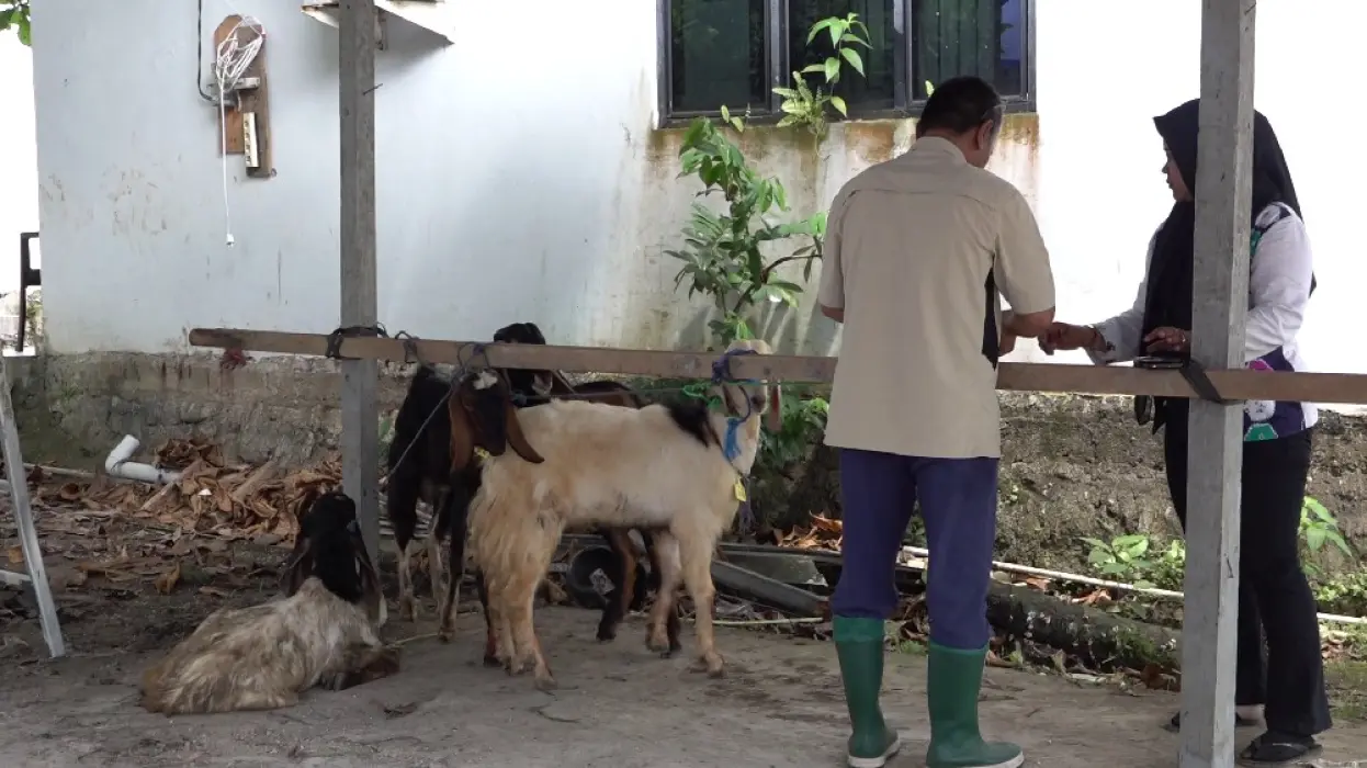 Jelang Idul Adha, Puluhan Hewan Kurban Antre Pemotongan di RPH Disbunnak Tabalong