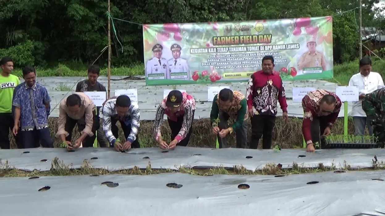 Farmer Field Day di Banua Lawas, DKPPTPH Kenalkan Pertanian Organik pada Petani