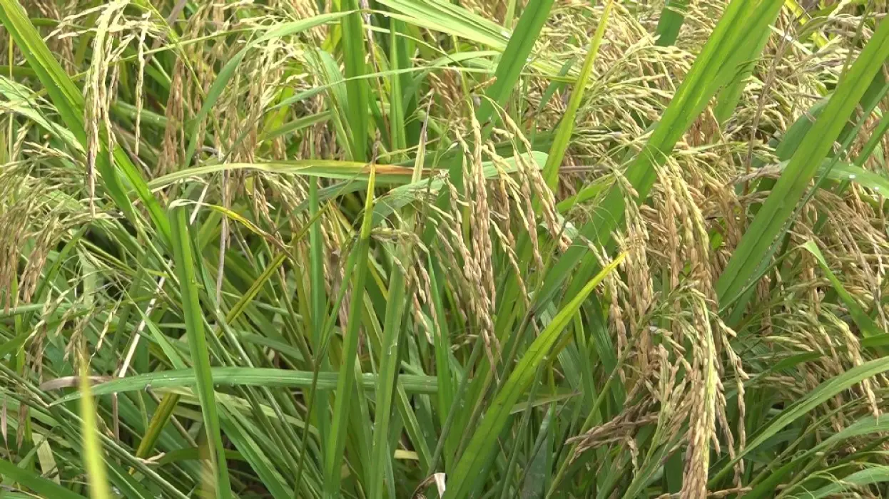 Tabalong Diprediksi Surplus Beras di 2025, Petani Optimalkan Tanam Musim Kemarau