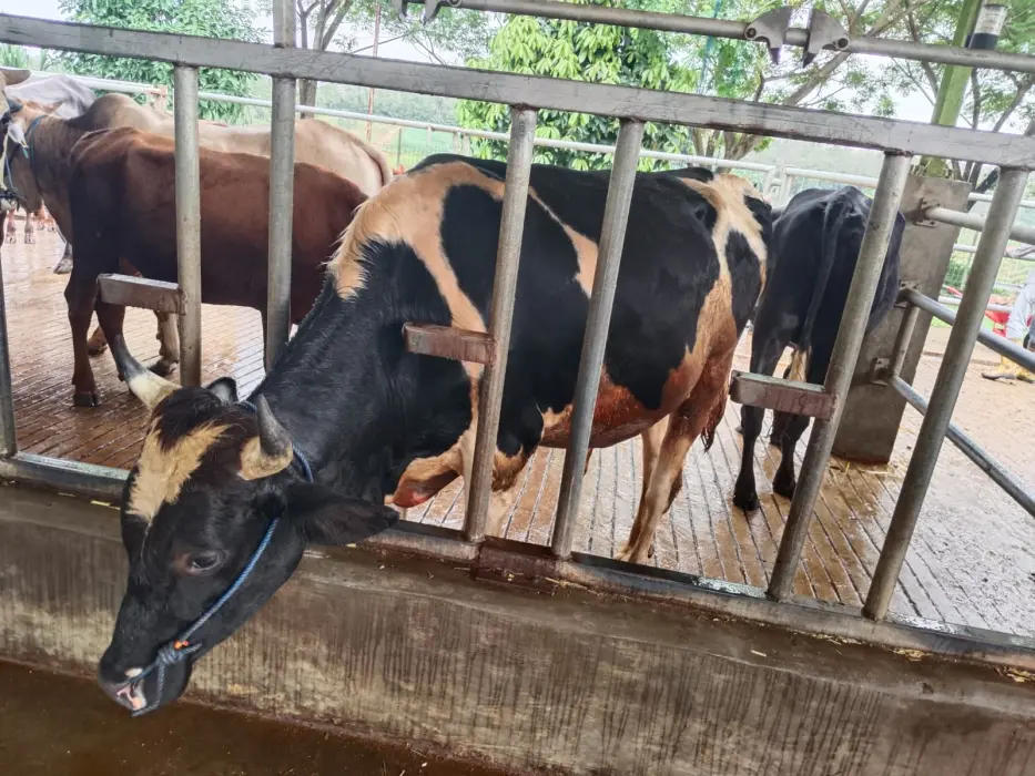 Jelang Idul Adha, Ribuan Hewan Kurban di Tabalong Jalani Pemeriksaan Kesehatan