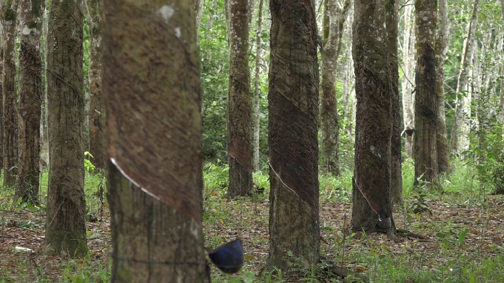 Jamur Akar Putih dan Gugur Daun Masih Jadi Momok Petani Karet di Tabalong