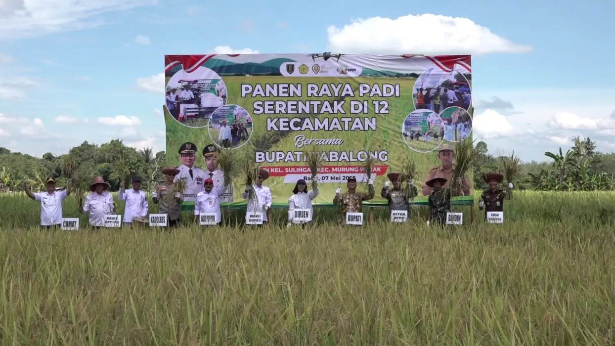 Pemkab Tabalong Gelar Panen Raya Serentak di 12 Kecamatan, Dukung Ketahanan Pangan Nasional