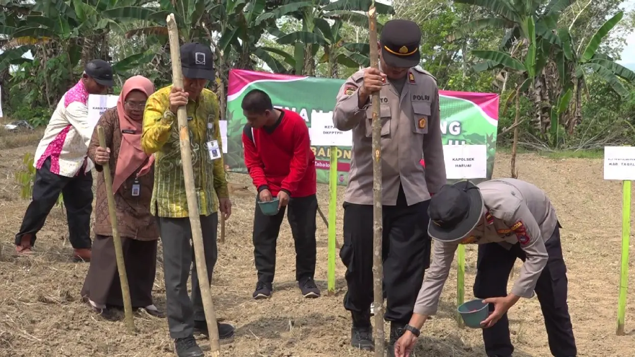 Petani Bongkang Optimalkan Lahan dengan Tumpang Sari, Antisipasi Harga Jagung Rendah