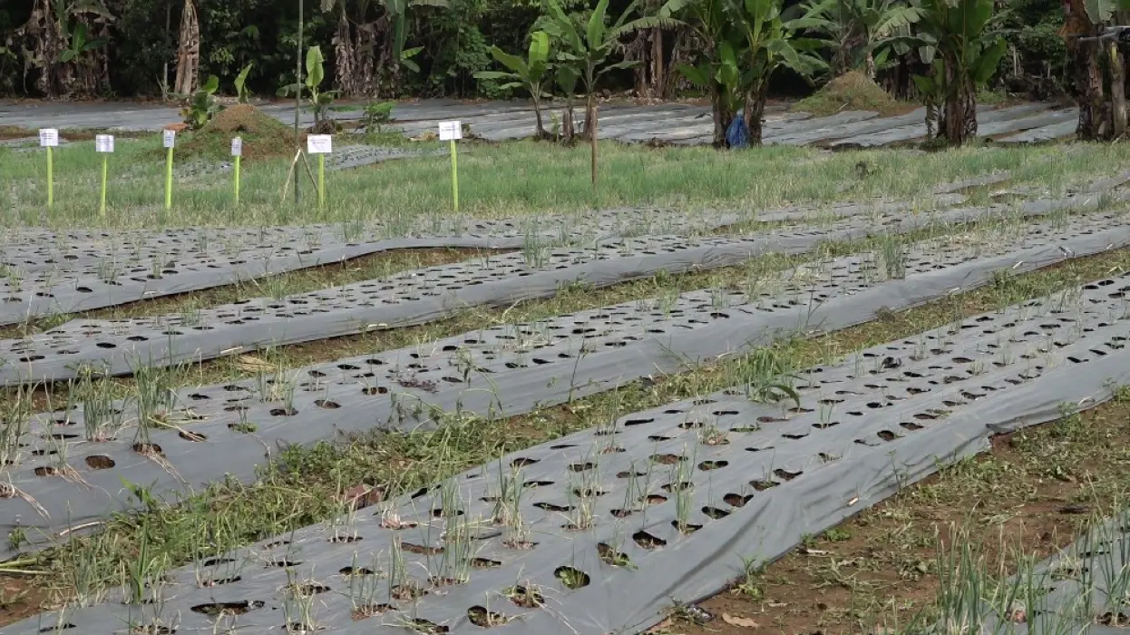 Dukungan Penuh Pemprov & Pemkab, Tabalong Kembangkan Bawang Merah Berbasis Inovasi