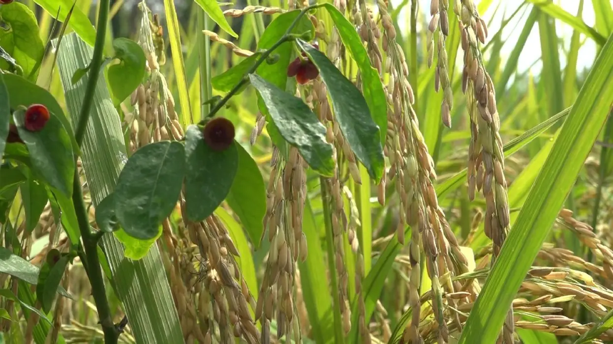 Padi Varietas Hibrida BCA 18 F1 Jadi Potensi Baru untuk Dikembangkan di Tabalong