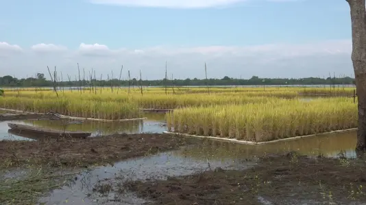 Bupati Tabalong Dukung Perluasan Padi Apung: Petani Ampukung Diminta Jadi Contoh