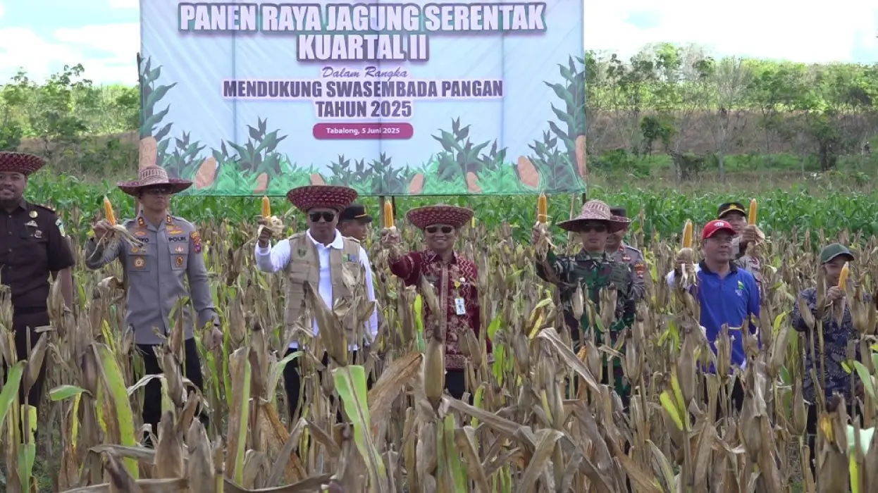 Disbunnak Tabalong Genjot Budidaya Jagung Pakan, Targetkan 50 Hektare Lahan Baru di 2025!